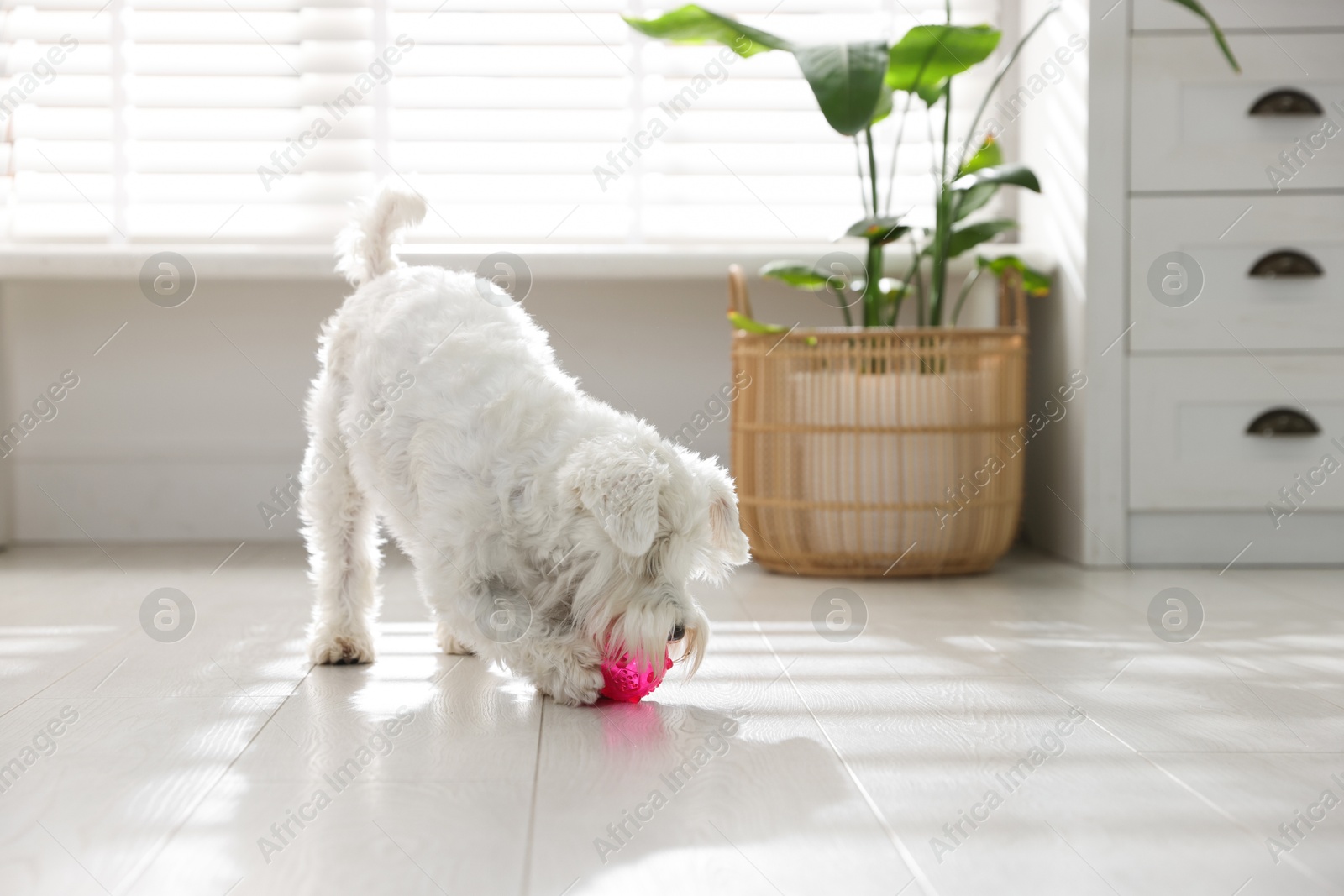 Photo of Cute dog playing with toy at home. Adorable pet