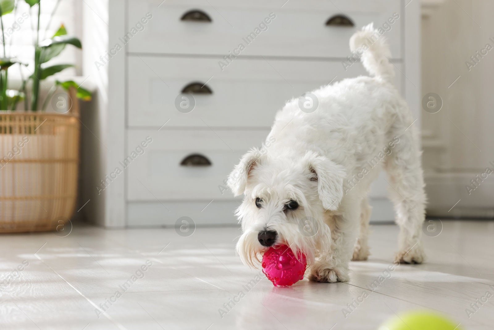 Photo of Cute dog playing with toy at home, space for text. Adorable pet