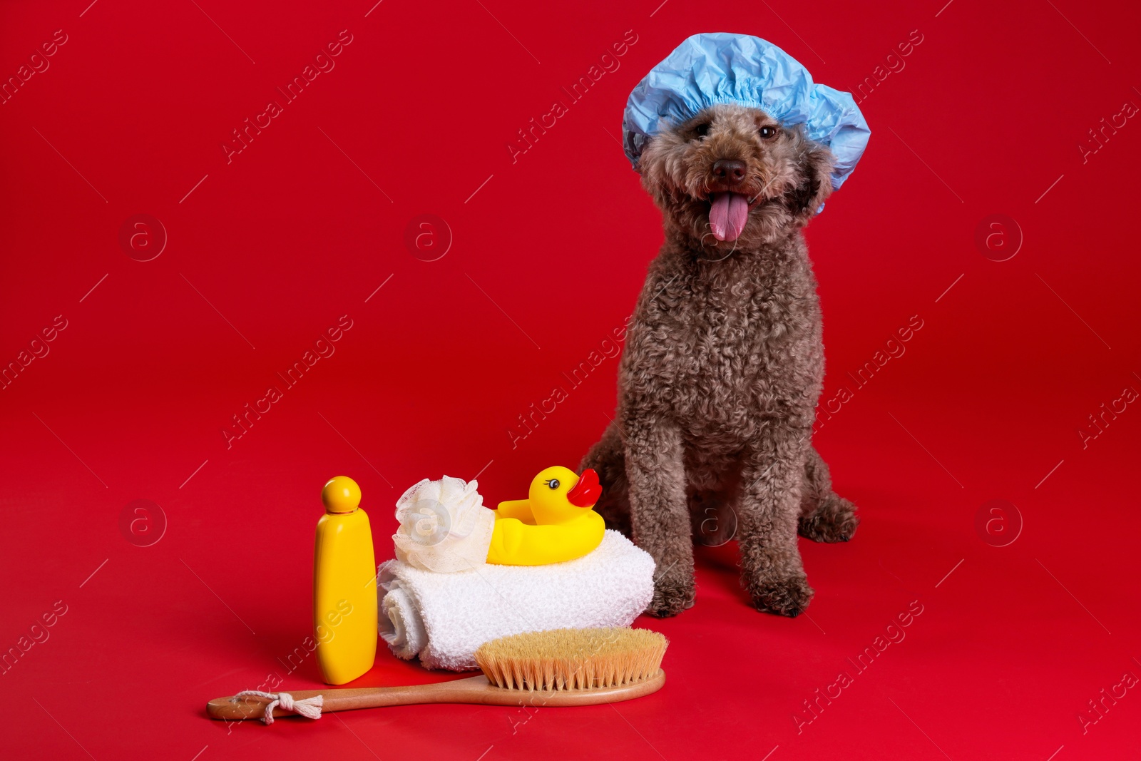 Photo of Cute dog with shower cap and other bath accessories on red background