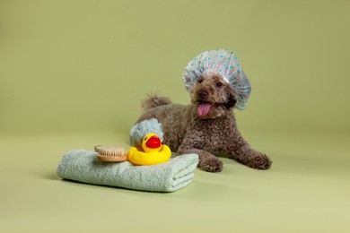 Photo of Cute dog with shower cap and other bath accessories on pale olive background