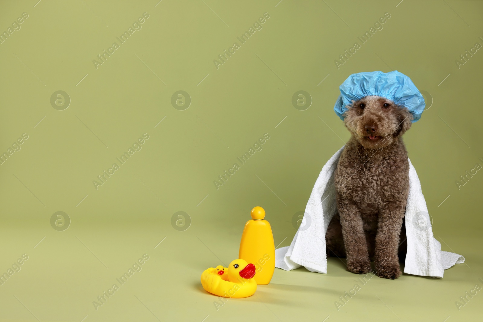 Photo of Cute dog with shower cap and other bath accessories on pale olive background, space for text