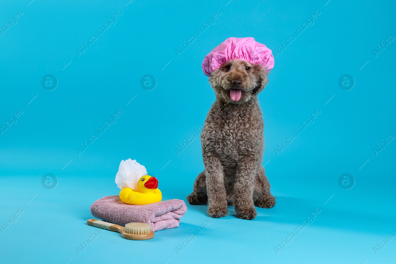 Photo of Cute dog with shower cap and other bath accessories on light blue background