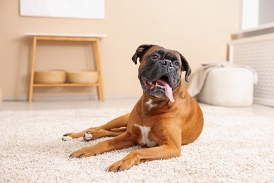 Photo of Cute dog lying on floor at home