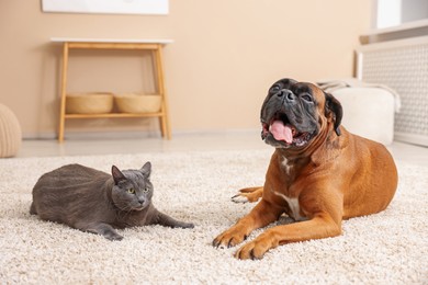 Photo of Cute dog and cat lying on floor at home