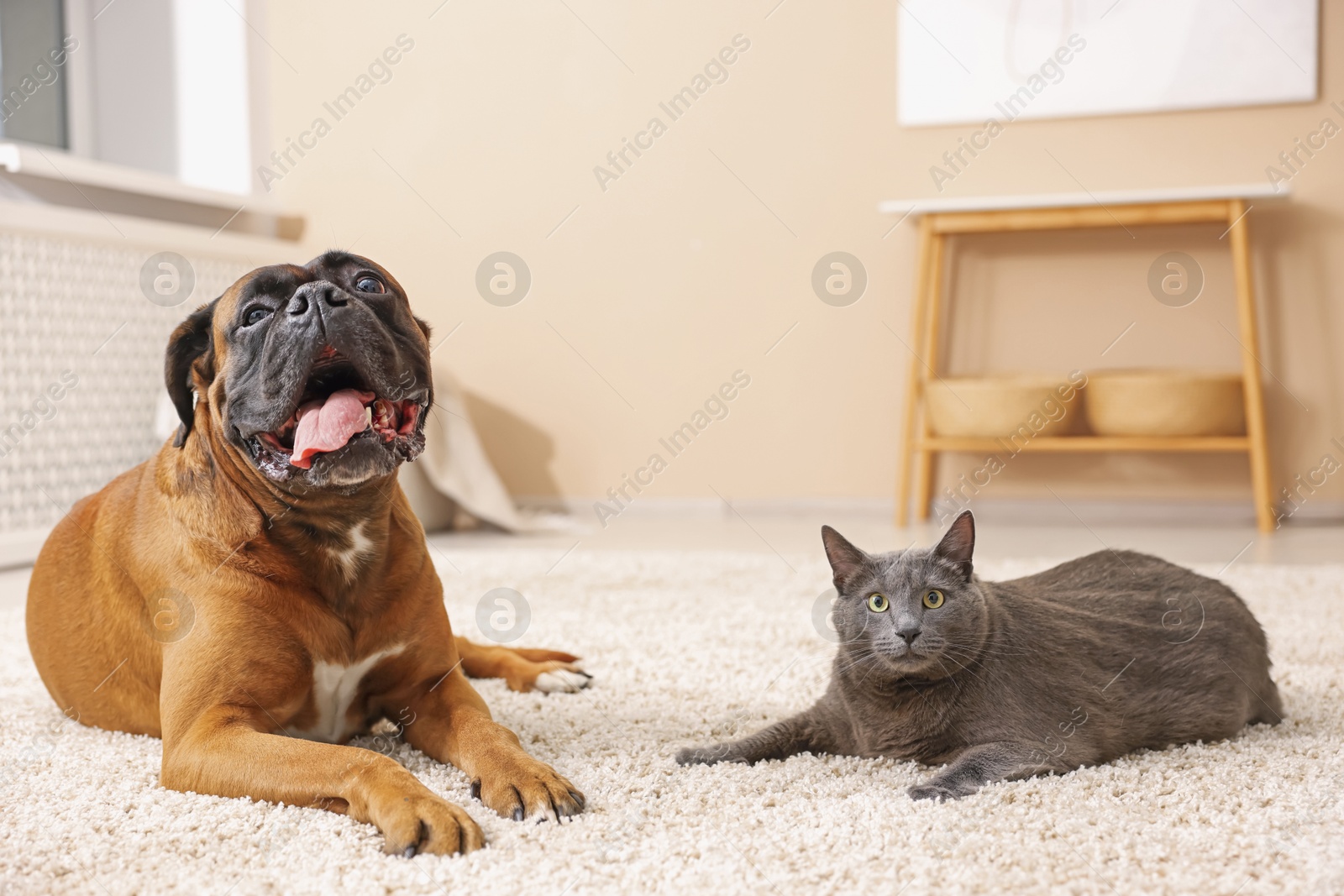 Photo of Cute dog and cat lying on floor at home