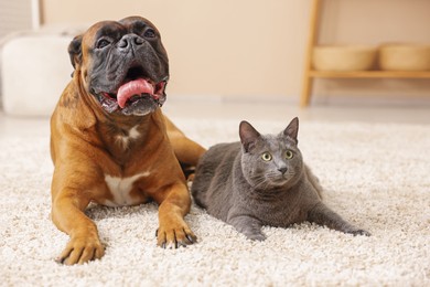 Photo of Cute dog and cat lying on floor at home