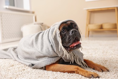 Photo of Cute dog wrapped in blanket lying on floor at home