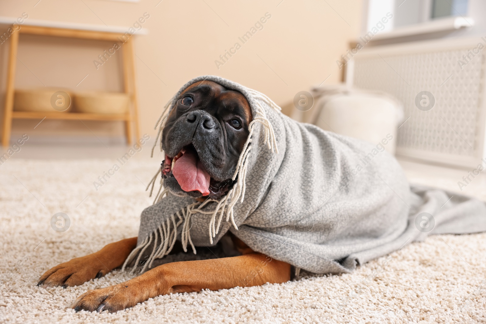 Photo of Cute dog wrapped in blanket lying on floor at home