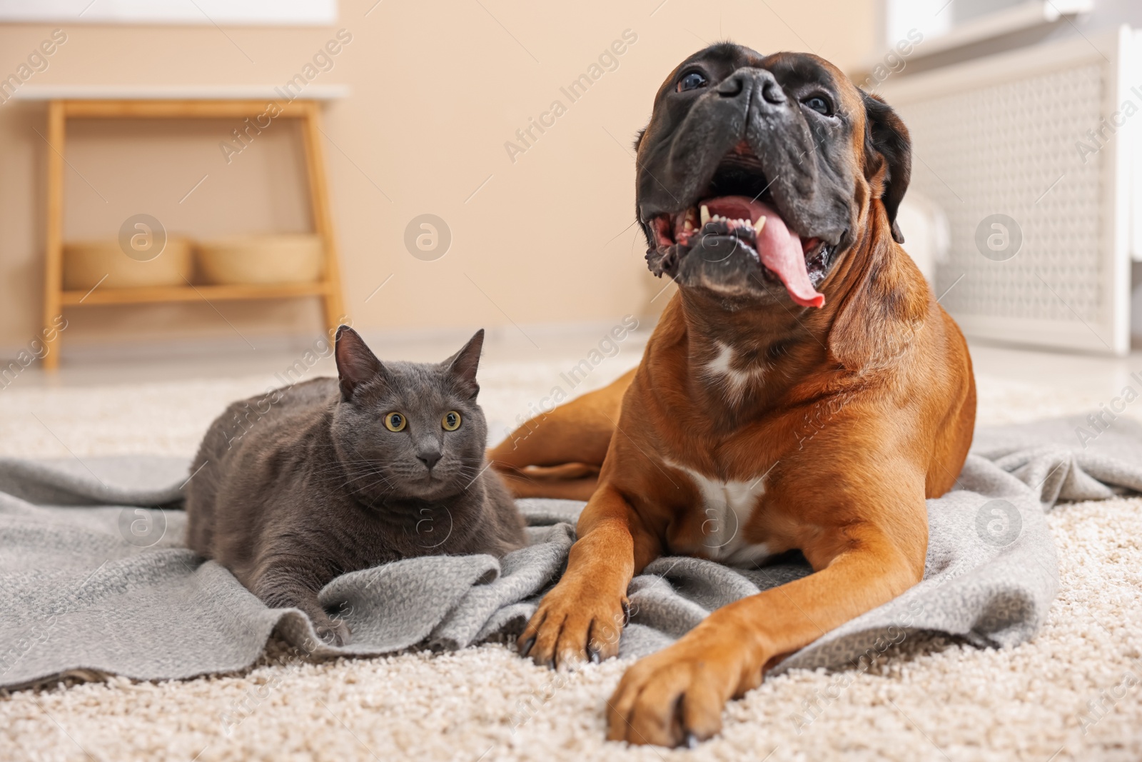 Photo of Cute dog and cat lying on floor at home