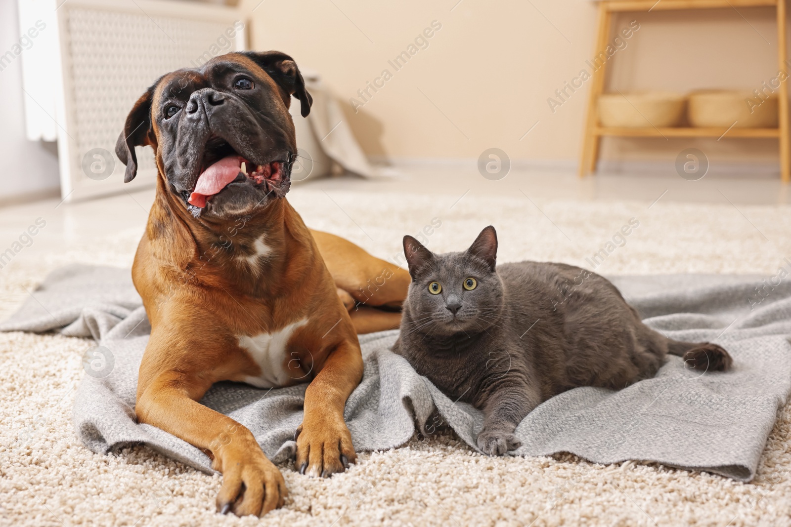 Photo of Cute dog and cat lying on floor at home