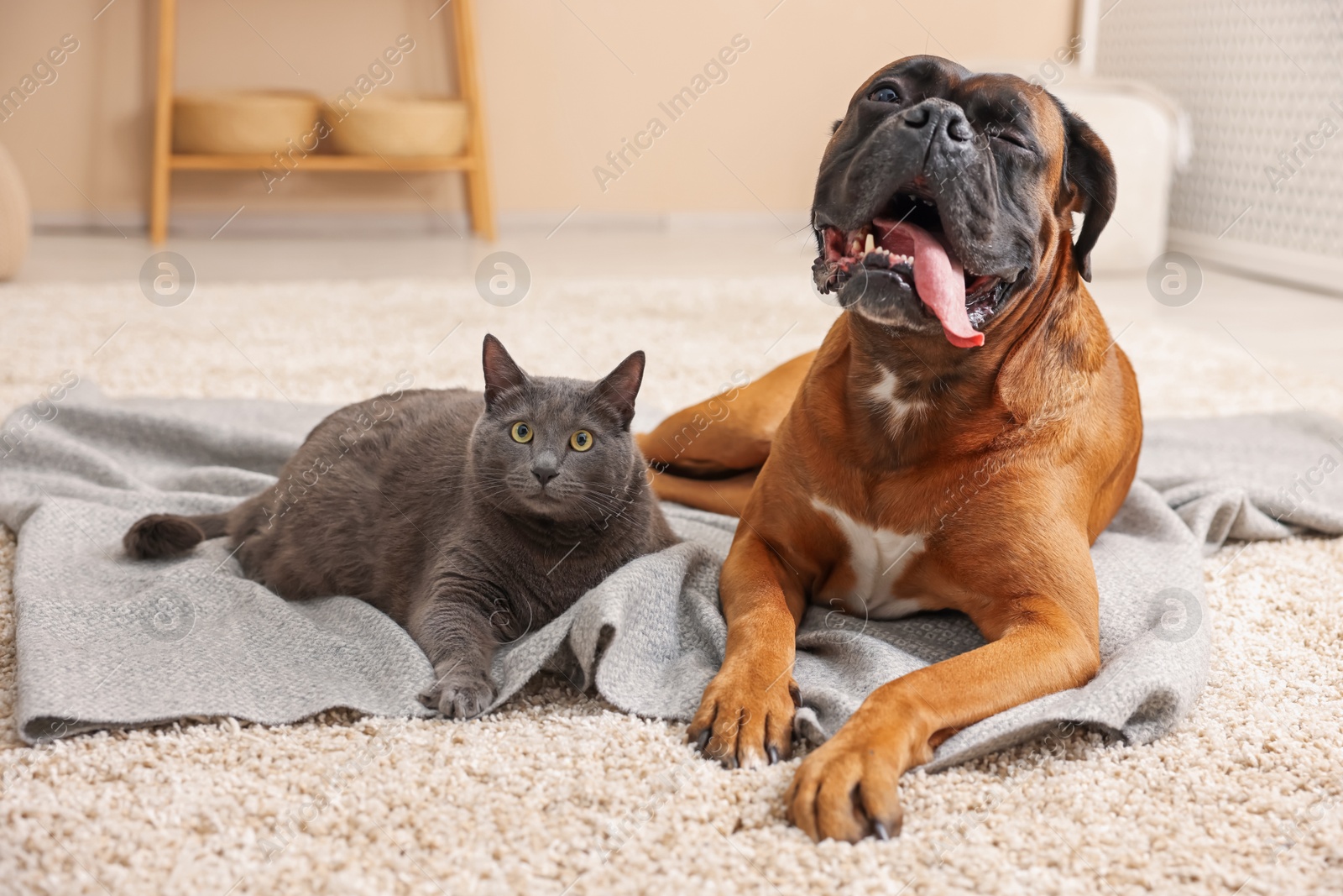 Photo of Cute dog and cat lying on floor at home