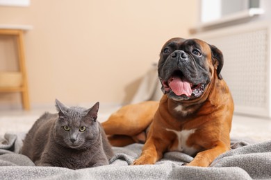 Photo of Cute dog and cat lying on floor at home