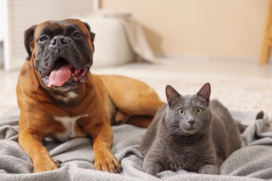 Photo of Cute dog and cat lying on floor at home