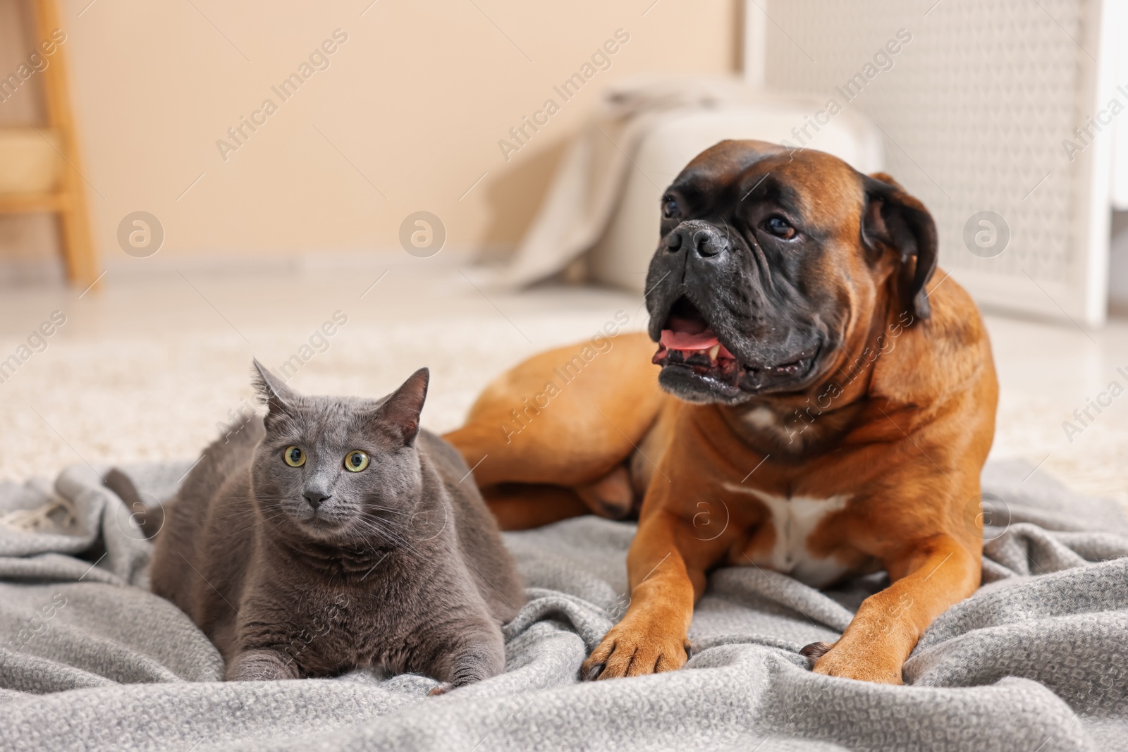 Photo of Cute dog and cat lying on floor at home