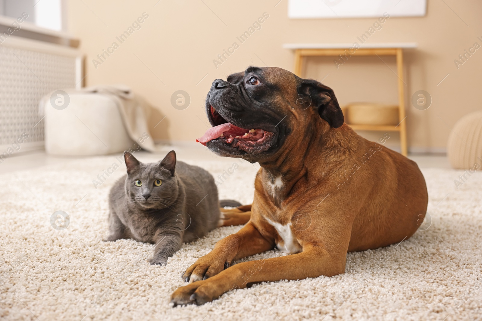 Photo of Cute dog and cat lying on floor at home