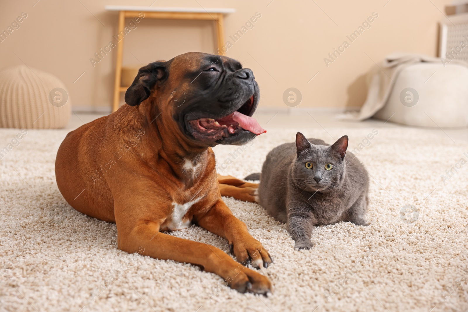 Photo of Cute dog and cat lying on floor at home