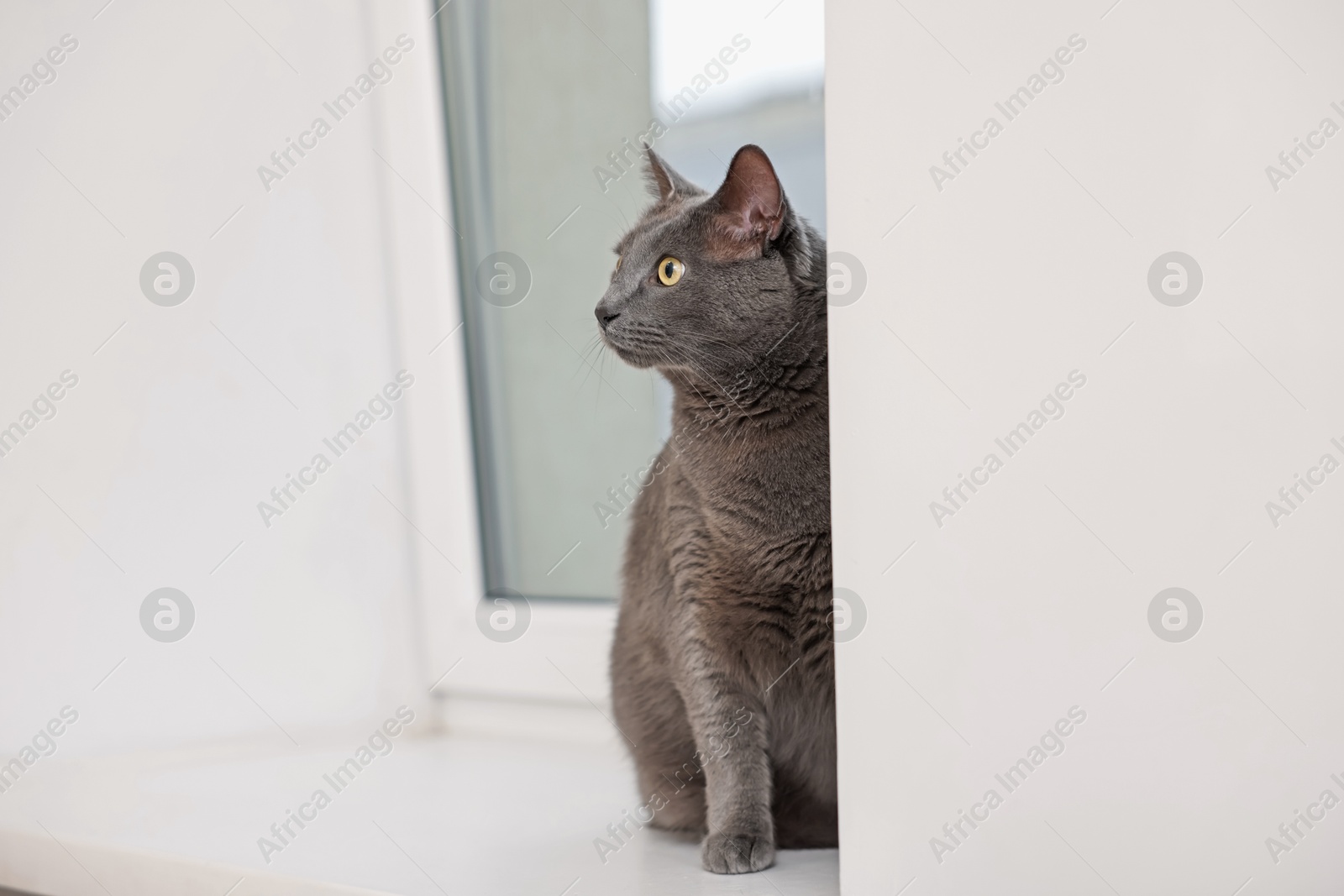 Photo of Cute grey cat near window at home