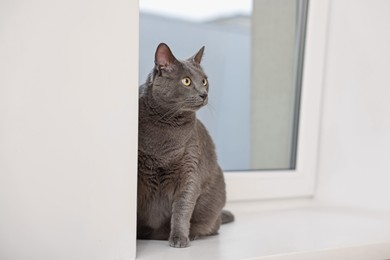 Photo of Cute grey cat near window at home