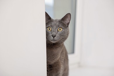 Photo of Cute grey cat near window at home