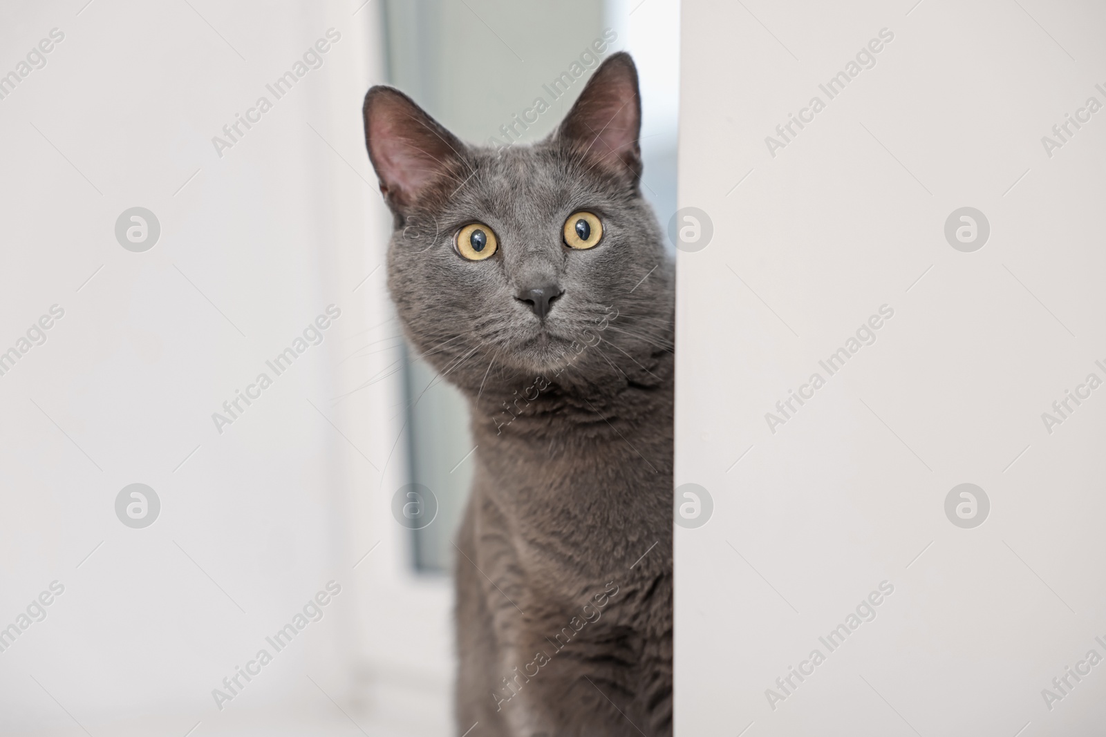 Photo of Cute grey cat near window at home