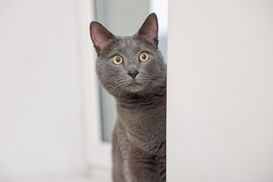 Photo of Cute grey cat near window at home