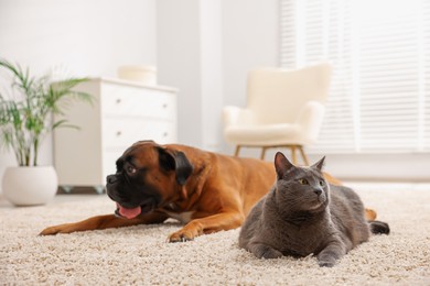 Photo of Cute dog and cat lying on floor at home