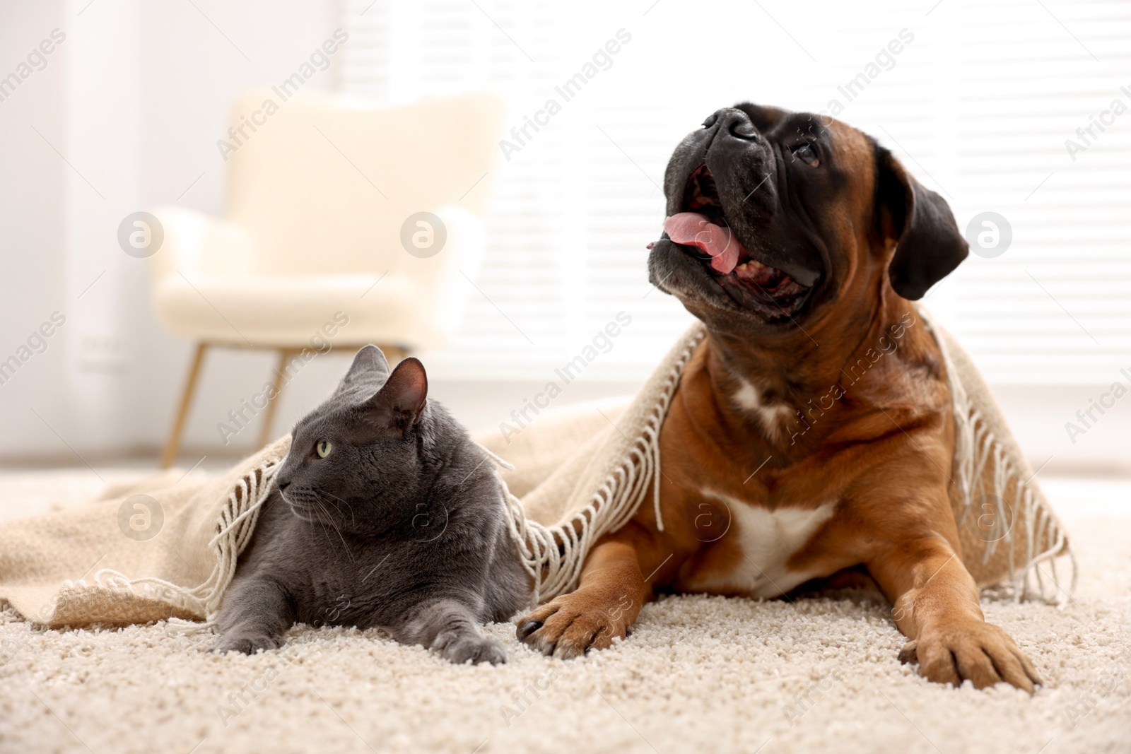 Photo of Cute dog and cat lying on floor at home