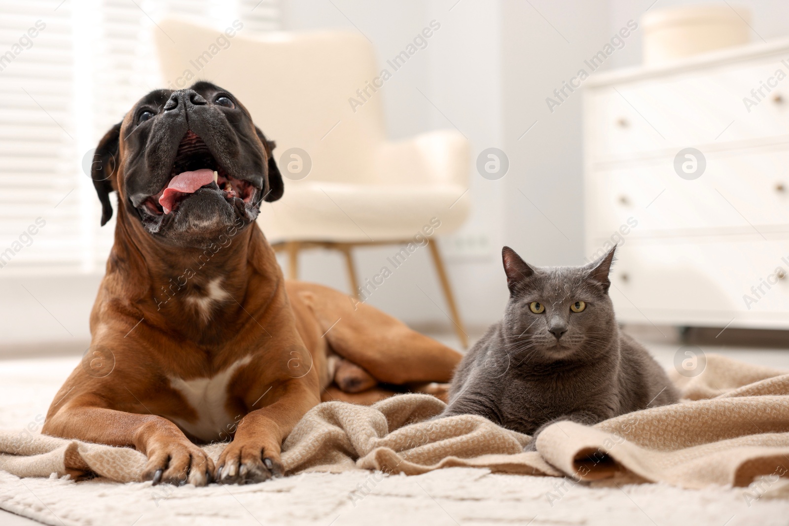 Photo of Cute dog and cat lying on floor at home