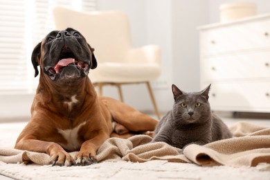 Photo of Cute dog and cat lying on floor at home