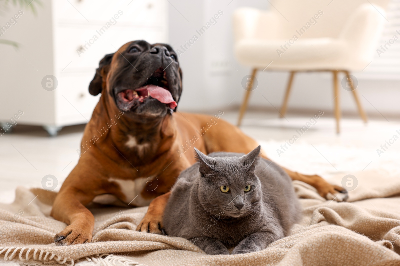 Photo of Cute dog and cat lying on floor at home