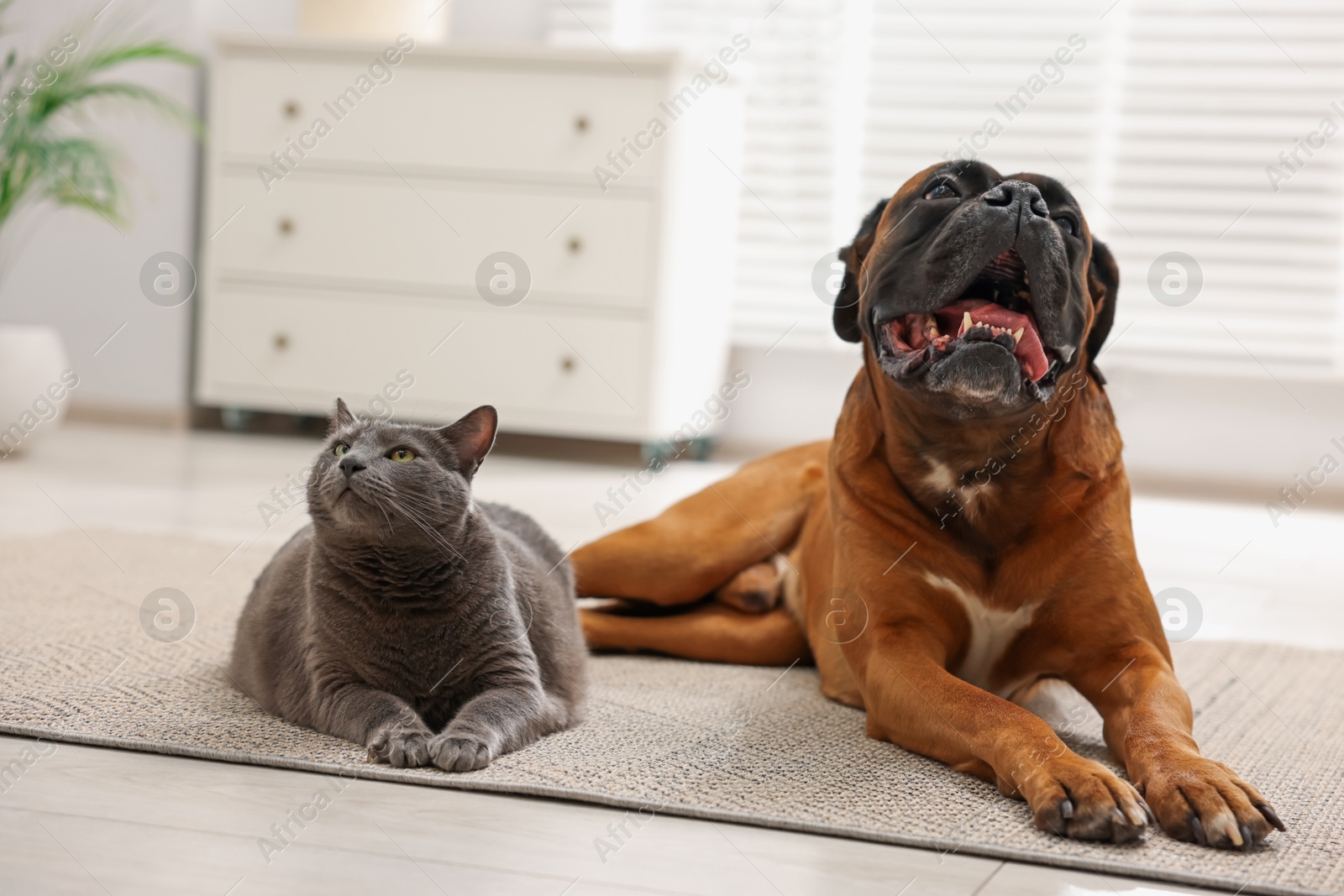 Photo of Cute dog and cat lying on floor at home