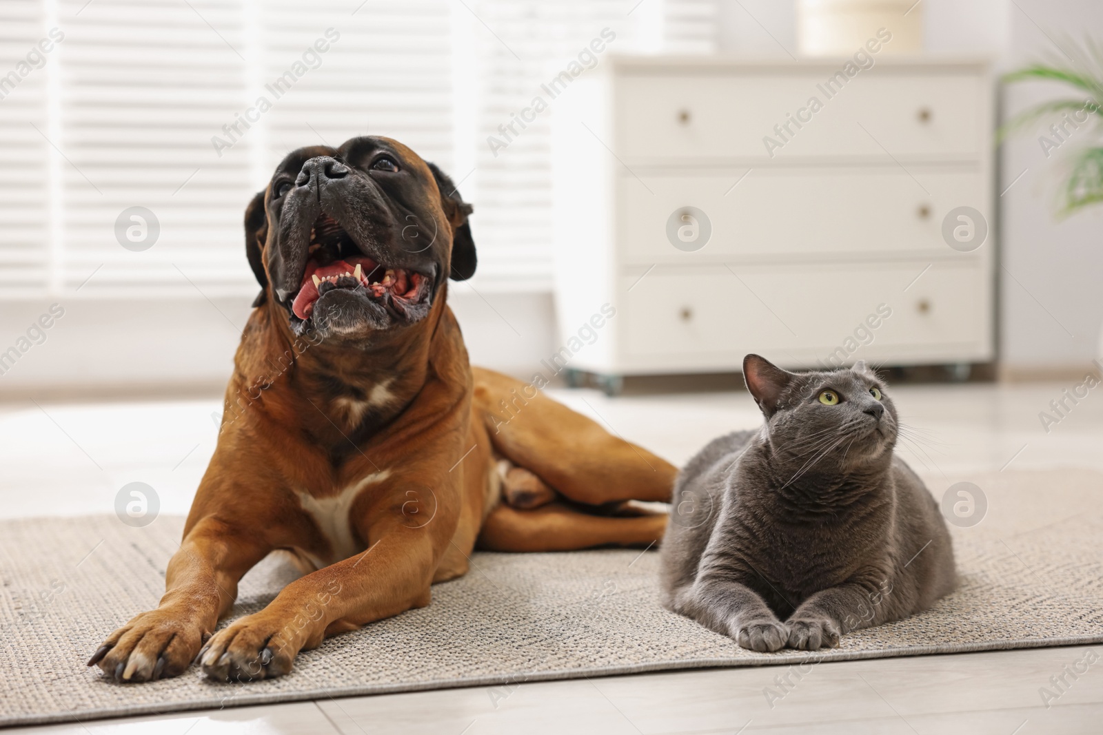 Photo of Cute dog and cat lying on floor at home