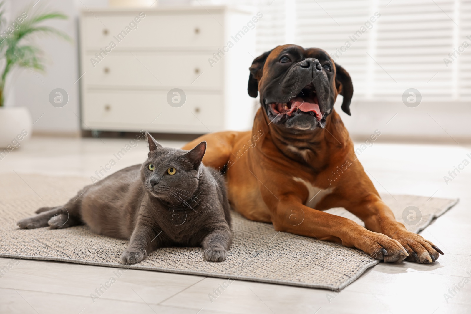 Photo of Cute dog and cat lying on floor at home