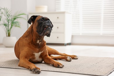 Photo of Cute dog lying on floor at home, space for text