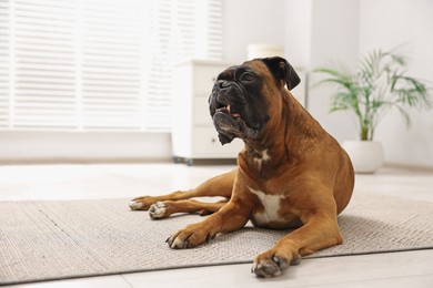 Photo of Cute dog lying on floor at home, space for text