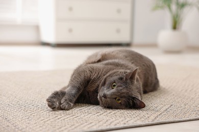 Photo of Cute grey cat lying on floor at home