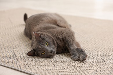 Photo of Cute grey cat lying on floor at home