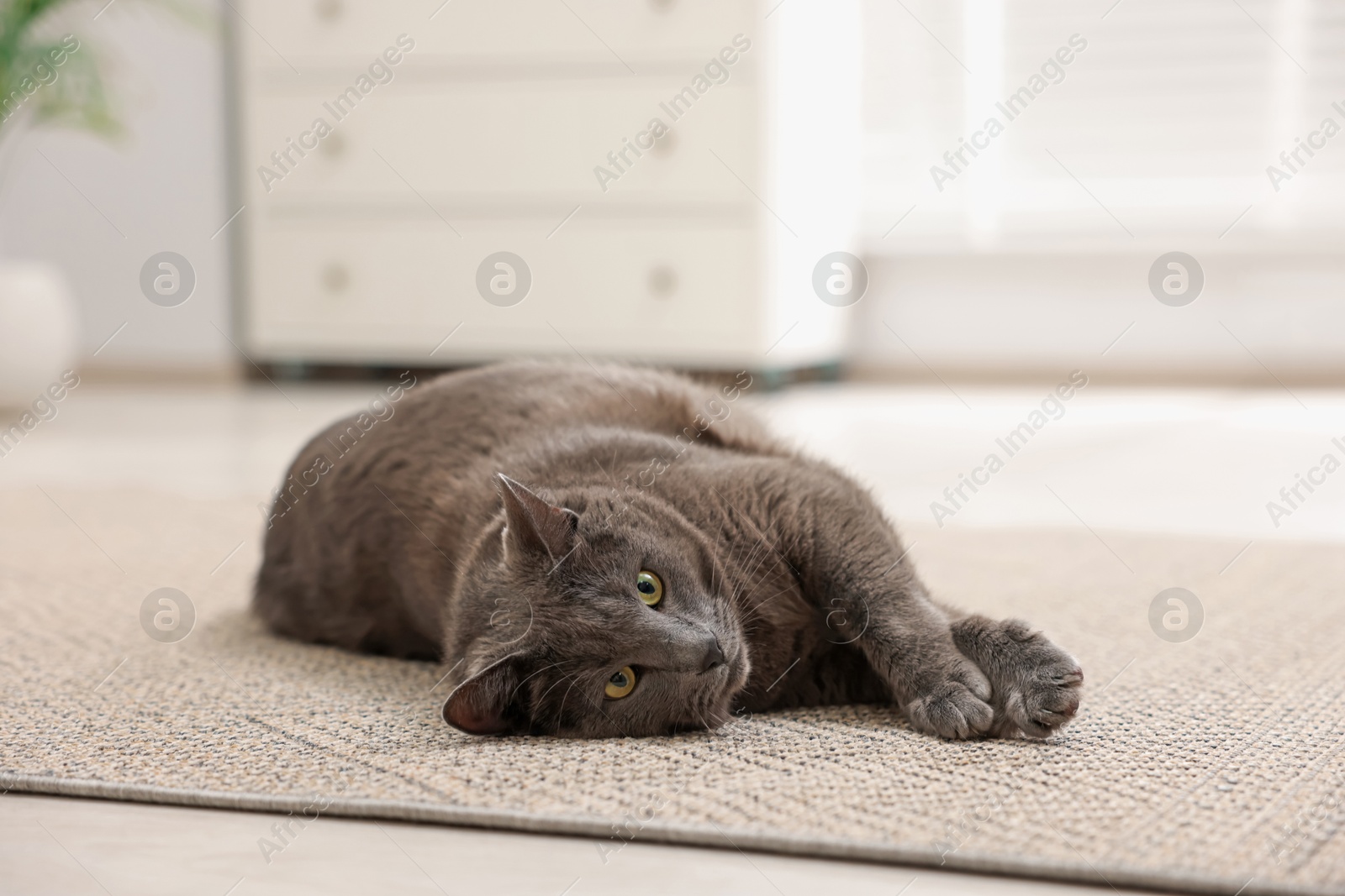 Photo of Cute grey cat lying on floor at home