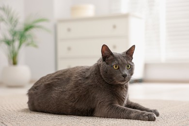 Photo of Cute grey cat lying on floor at home