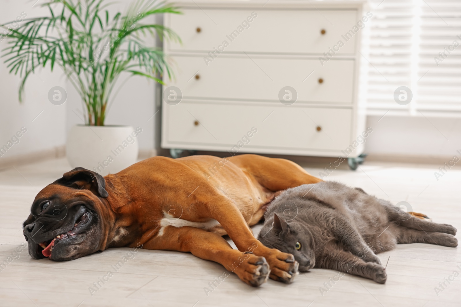 Photo of Cute dog and cat lying on floor at home