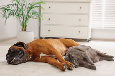 Photo of Cute dog and cat lying on floor at home