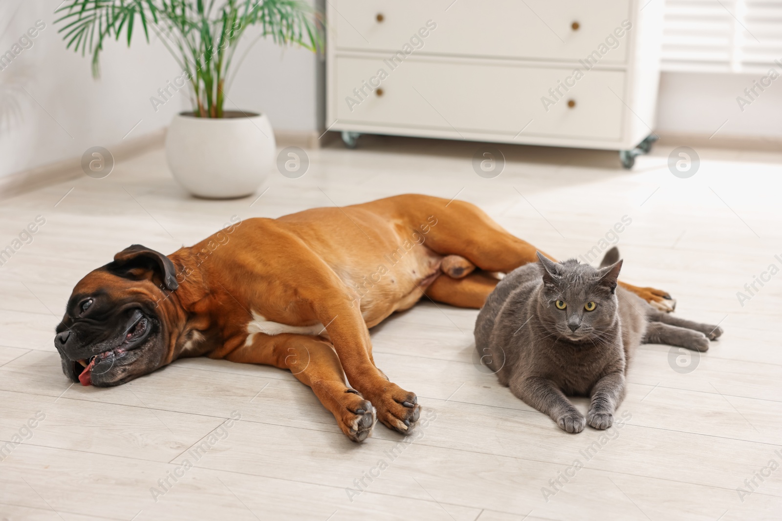 Photo of Cute dog and cat lying on floor at home