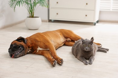 Photo of Cute dog and cat lying on floor at home