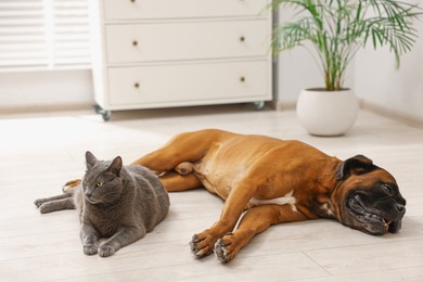 Photo of Cute dog and cat lying on floor at home