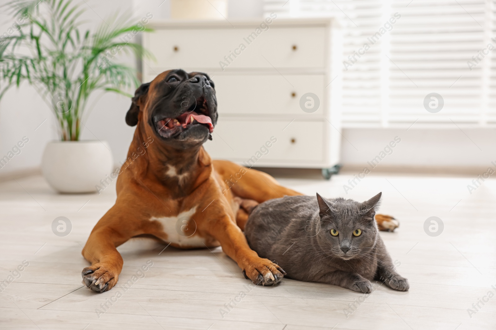 Photo of Cute dog and cat lying on floor at home