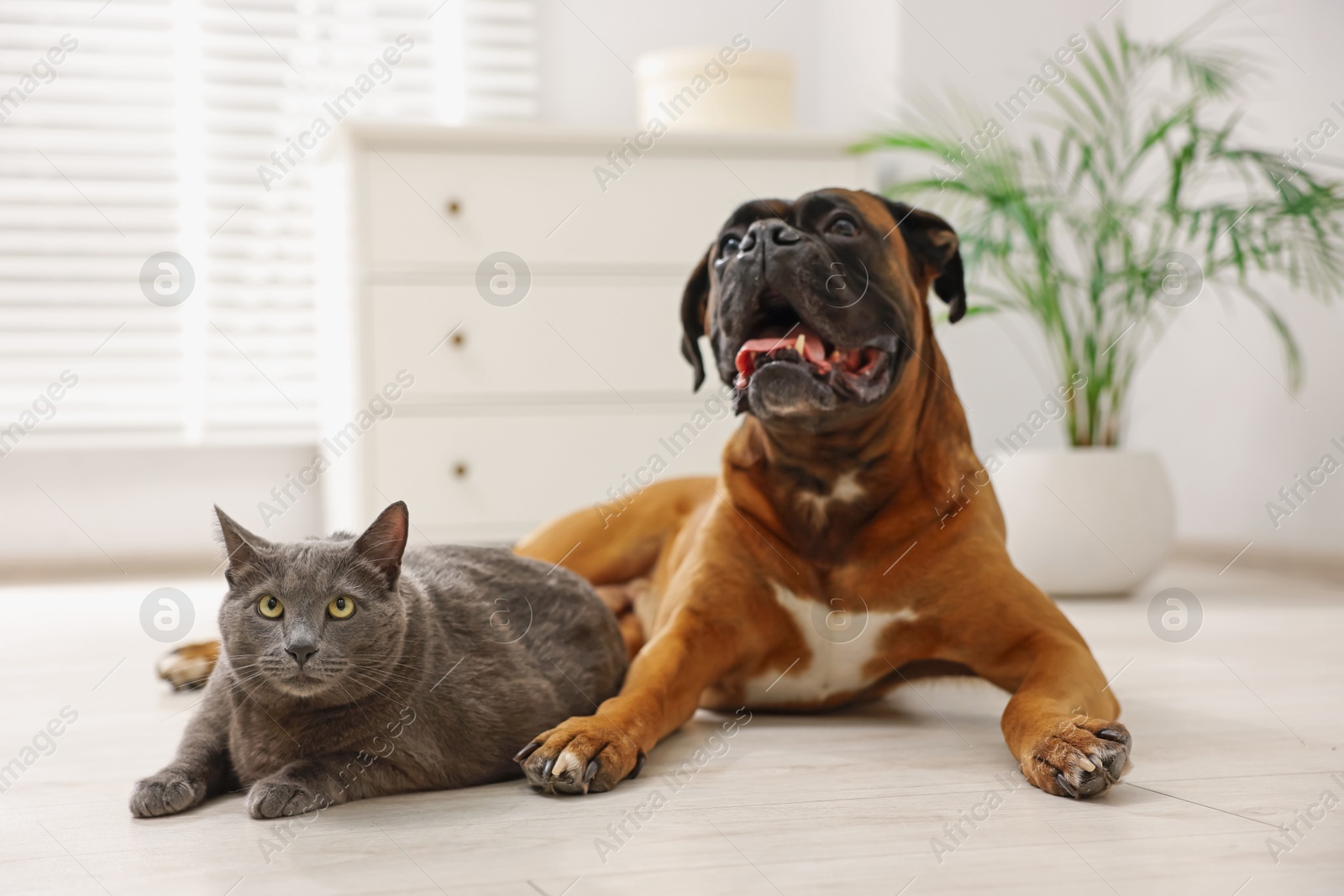 Photo of Cute dog and cat lying on floor at home