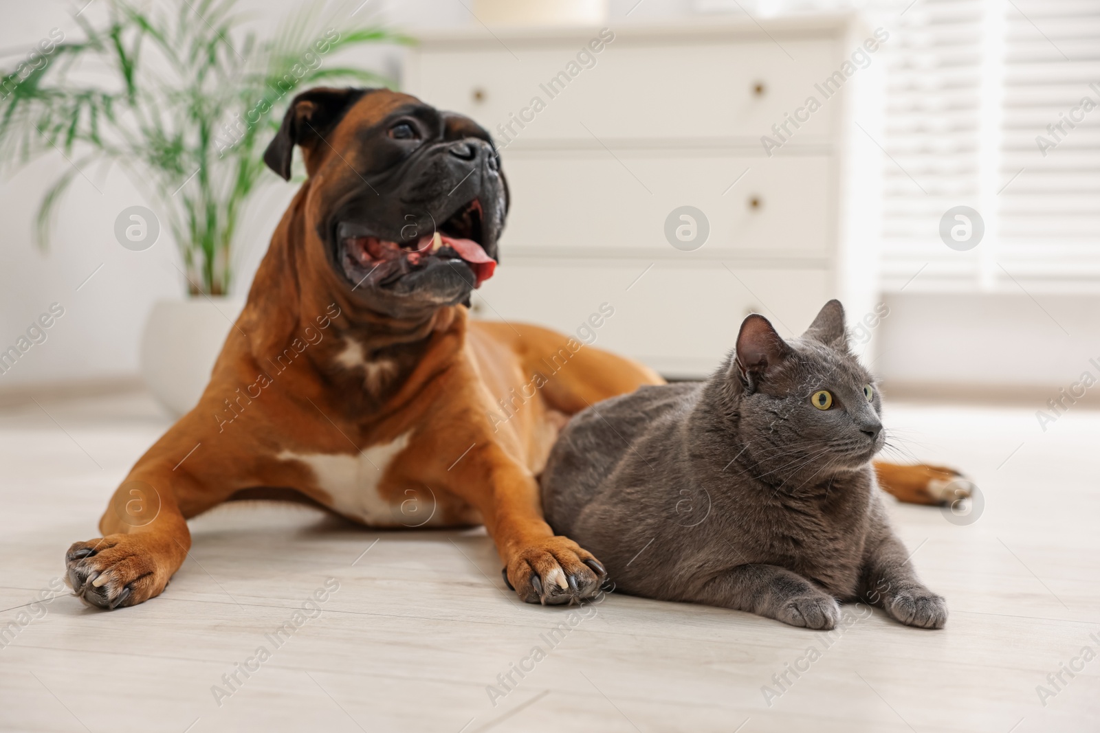 Photo of Cute dog and cat lying on floor at home