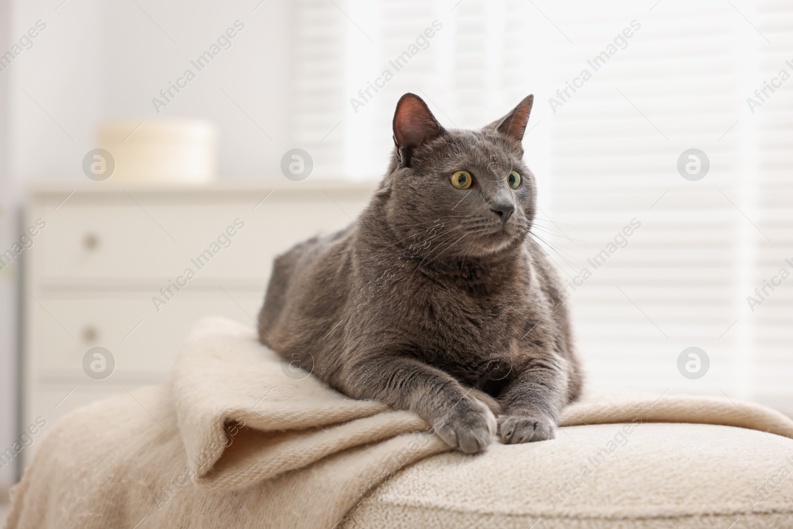 Photo of Cute grey cat lying on bed at home