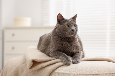 Photo of Cute grey cat lying on bed at home