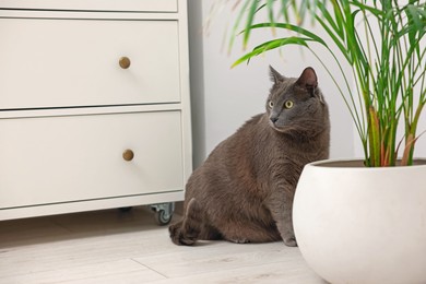 Photo of Cute grey cat near houseplant at home